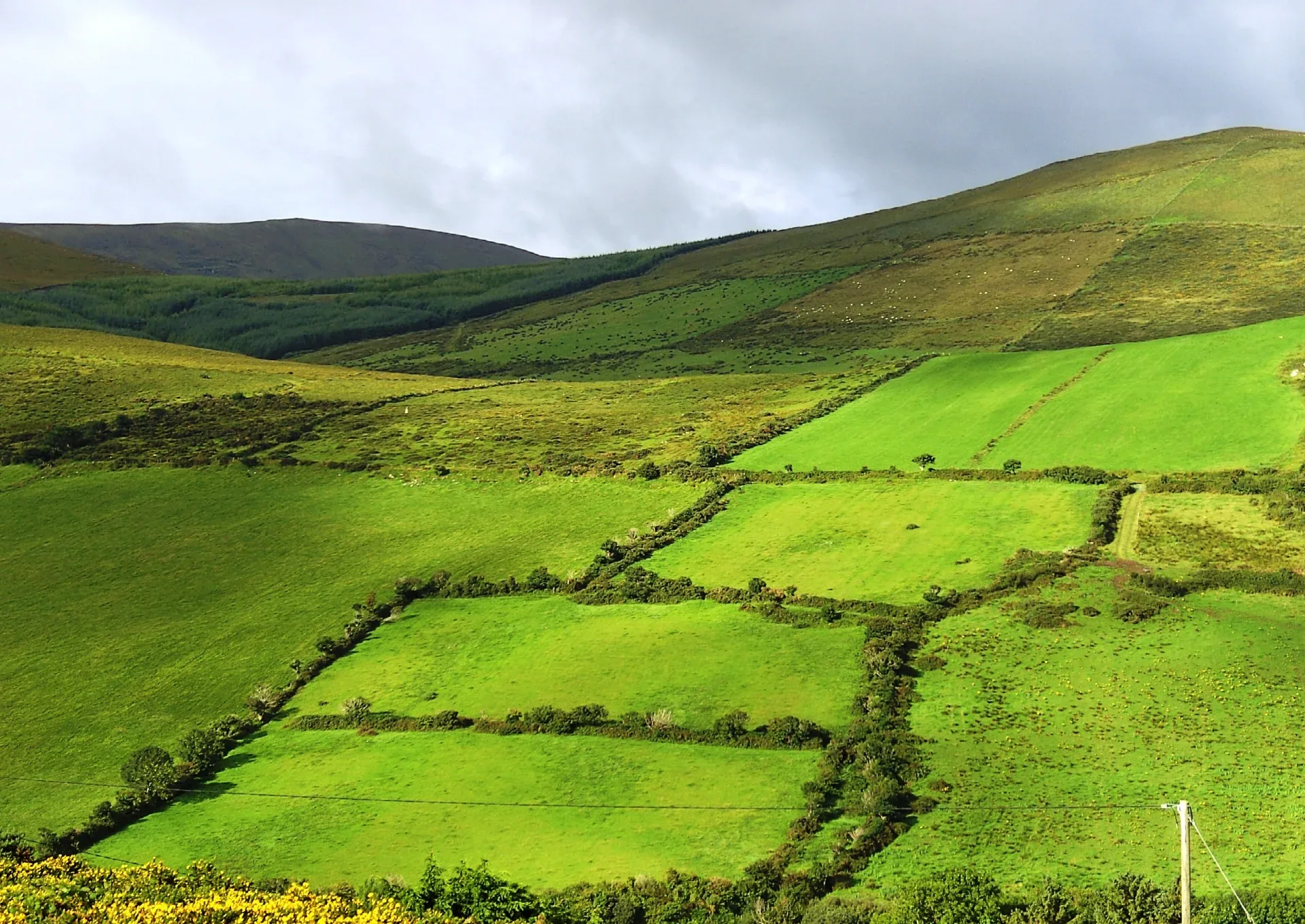 Grønne marker afgrænset af hække og bakker langs Ring of Kerry.